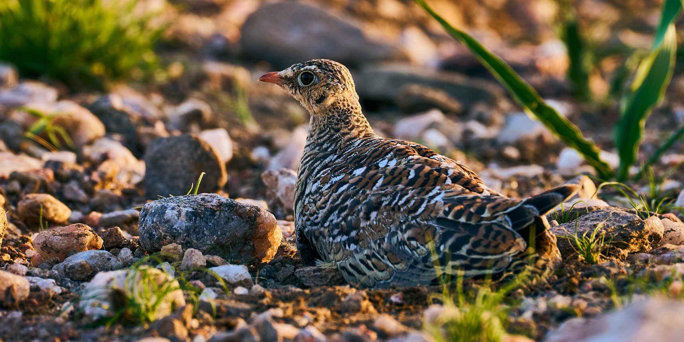 A double-banded Sandgrouse on the valley plains.