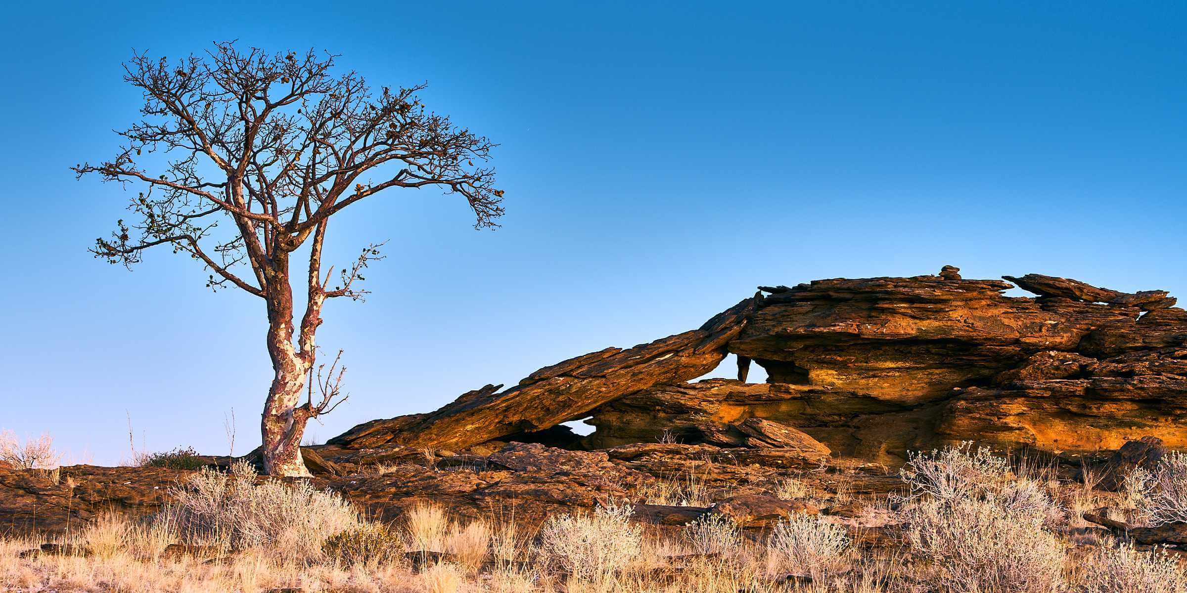 A Sterculia Africana on a rocky ridge against an inky blue sky.