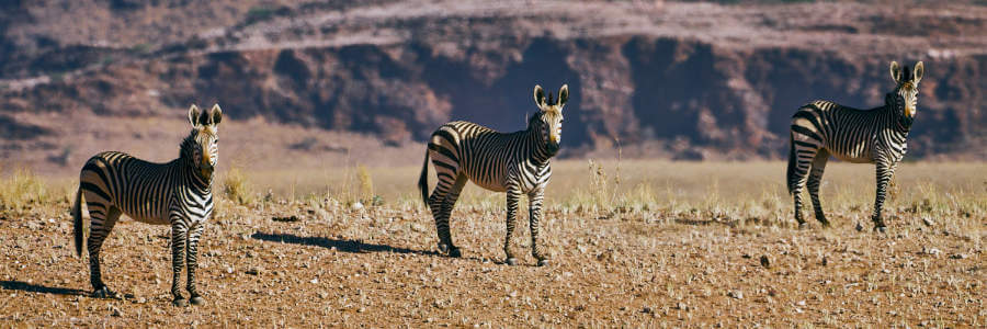 Mountain Zebra observe their surroundings, anticipating any danger,