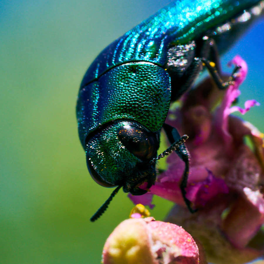 The glistening Jewel Beetle is sucking nectar from a wildflower.