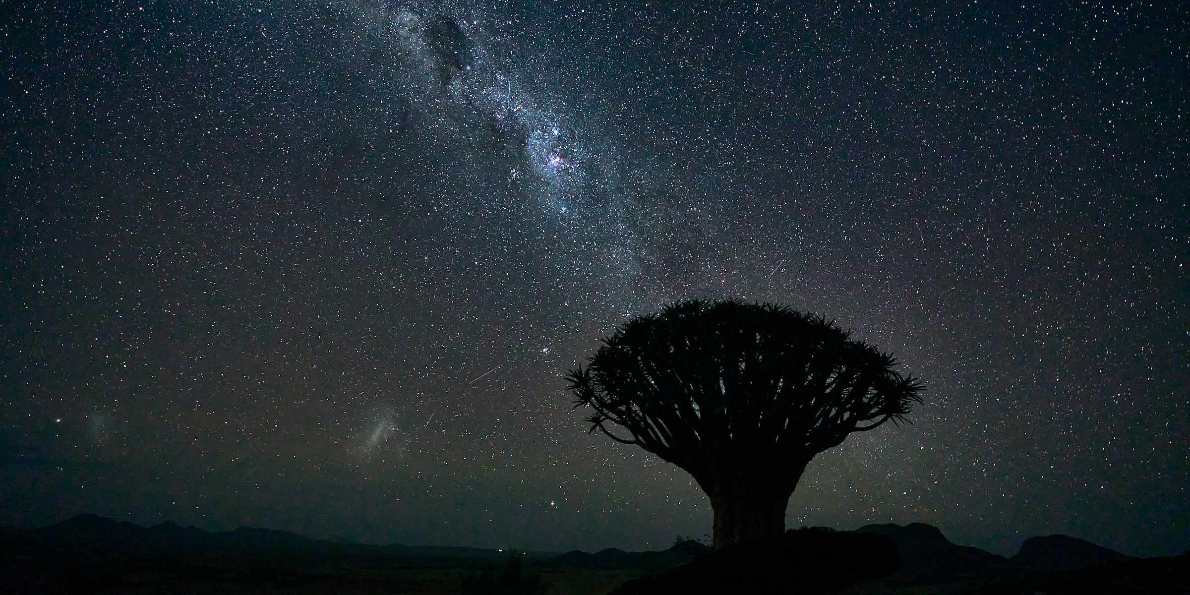 A quiver tree silhouetted against the Milkway.