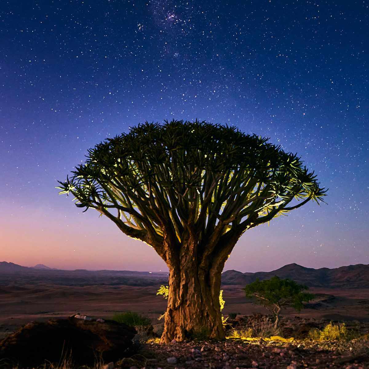 A quiver tree in the light pre-dawn under the clear African night sky