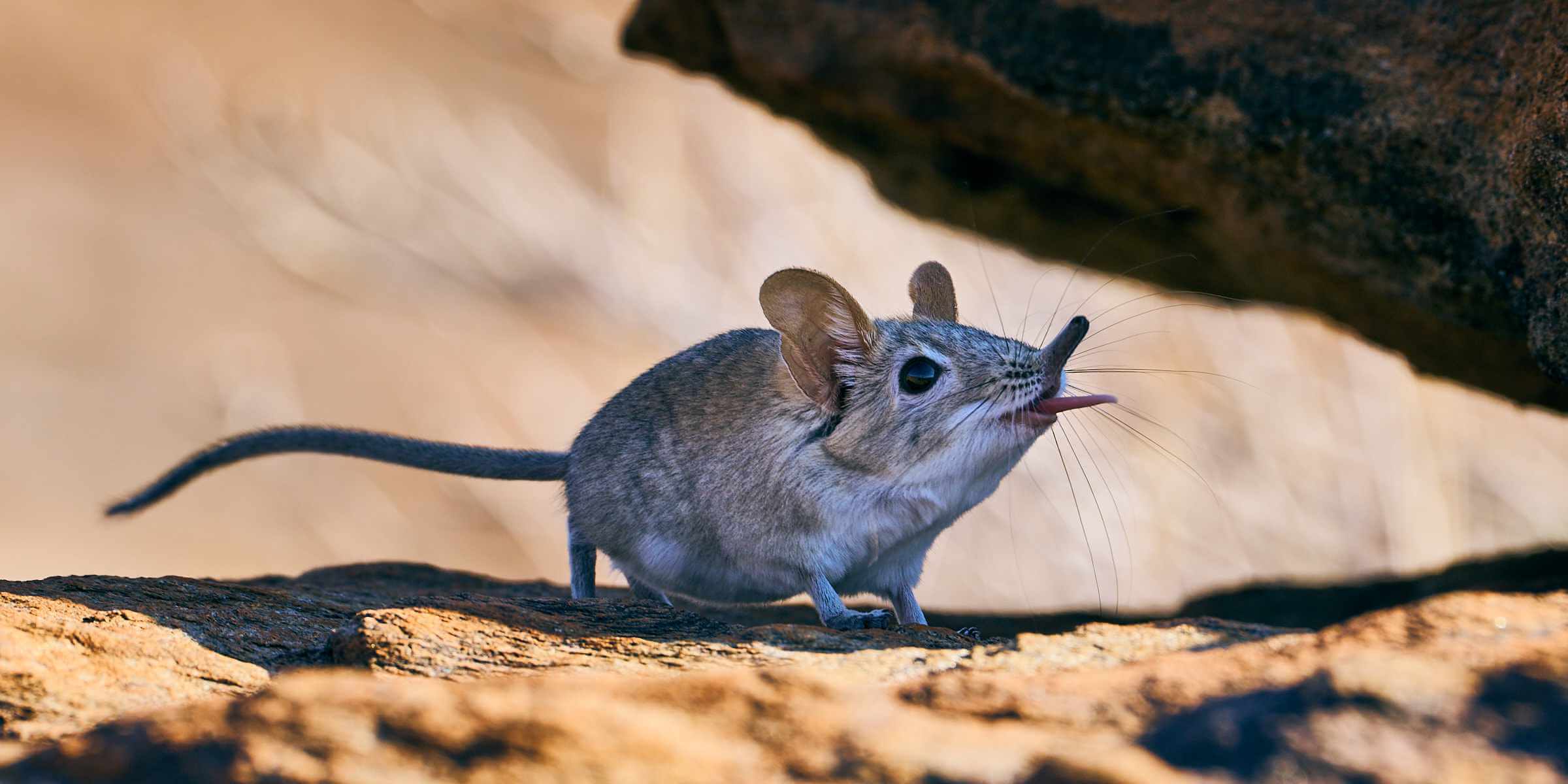 An Elephant shrew is inquisitive and investigates its surroundings.