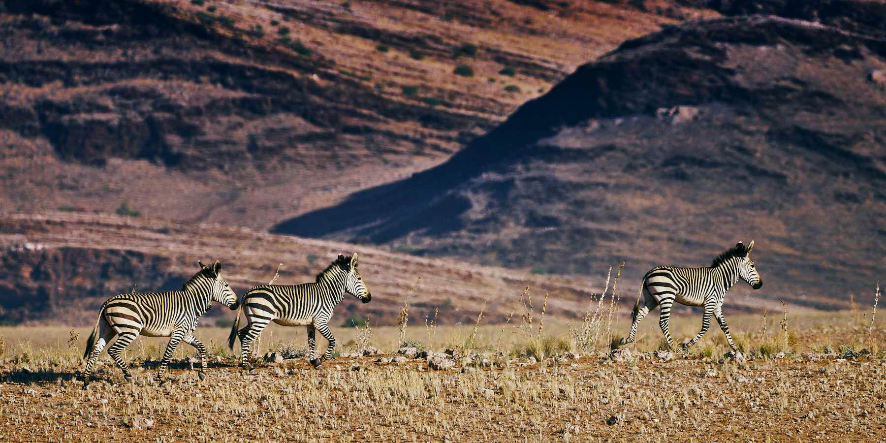 The resilient mountain zebra effortlessly traverses this rugged yet beautiful terrain.