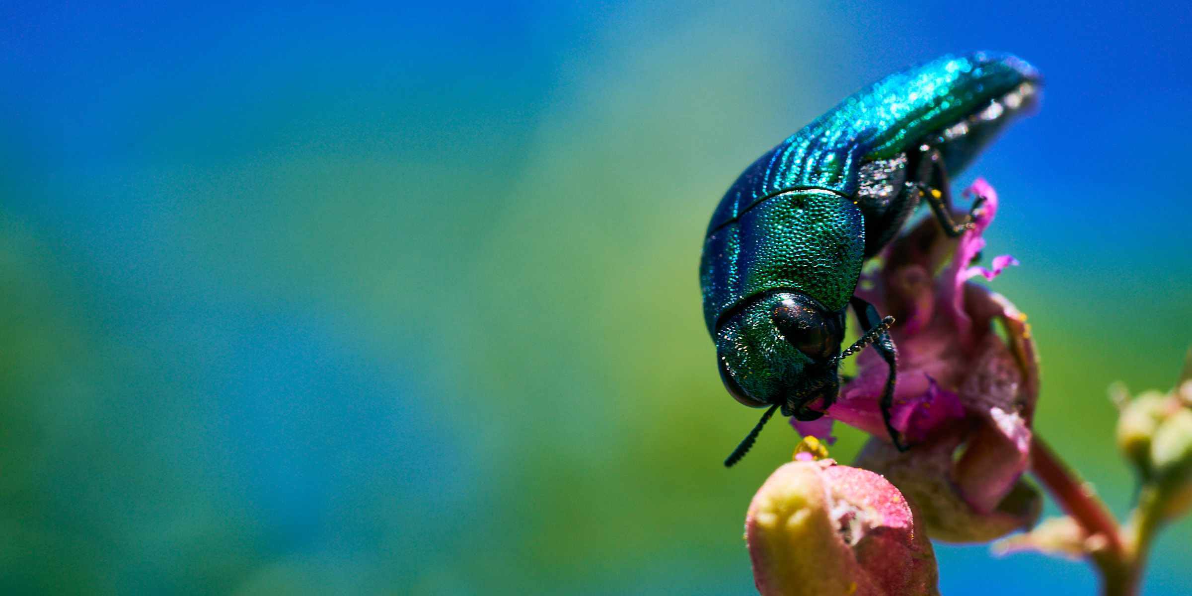 A glittering Jewel Beetle